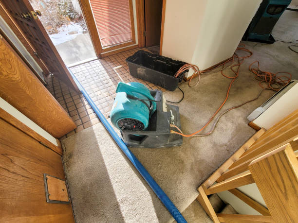 Best Mold removal after water damage  in Crystal Falls, MI